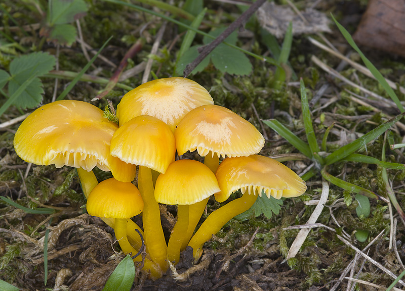 Hygrocybe ceracea